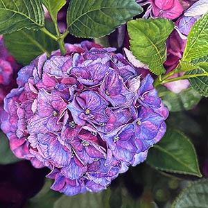 thumbnail of In Strength and Beauty