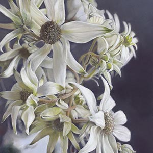 thumbnail of Flannel Flower Flourish