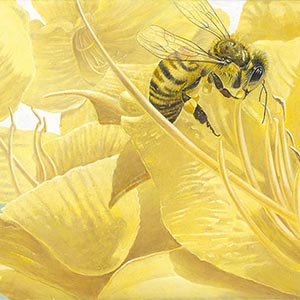thumbnail of Bee & Daylilies, a study in Yellow