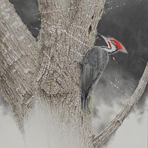 thumbnail of Bruma-Pileated Woodpecker
