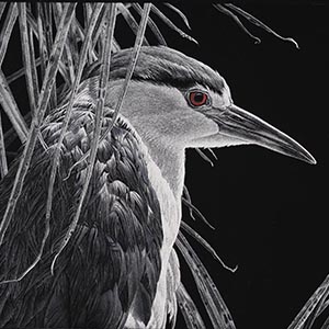 thumbnail of Sunbath-  Night Heron