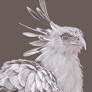 thumbnail of Harbinger of the Vanishing Savannah