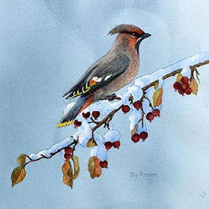 thumbnail of Bohemian Waxwing