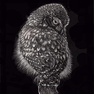 thumbnail of Little owl