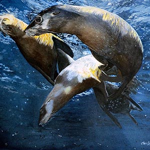 thumbnail of Dance of The Sea Lions